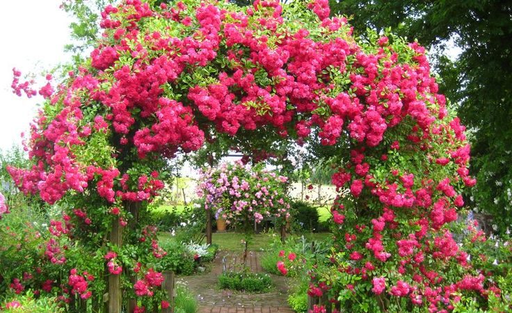 Un guide pour couper les roses à l'automne à la maison pour les jardiniers débutants