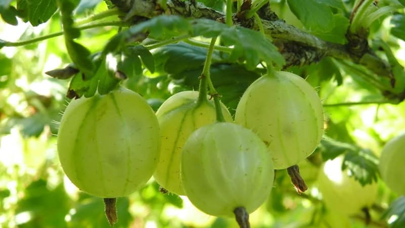 Les varietats més grans de groselles