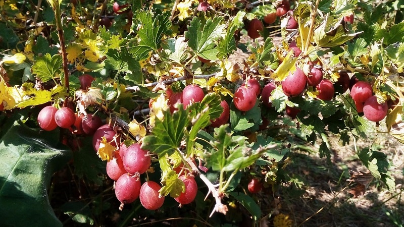 Come nutrire correttamente l'uva spina in primavera