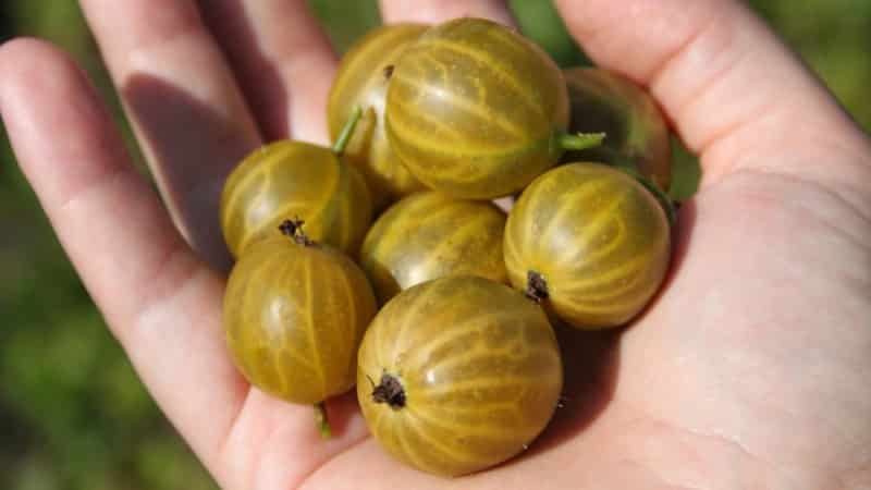 Jenis terbesar gooseberries