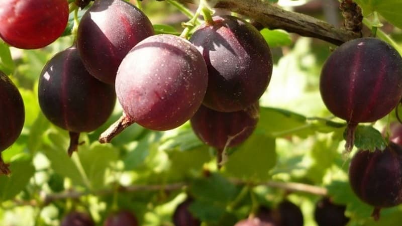 Jenis terbesar gooseberries