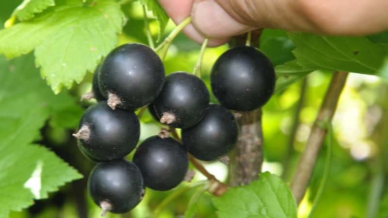 Las variedades más dulces de grosellas negras de frutos grandes.