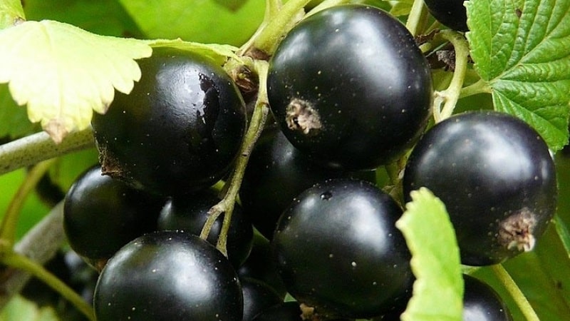 Las variedades más dulces de grosellas negras de frutos grandes.