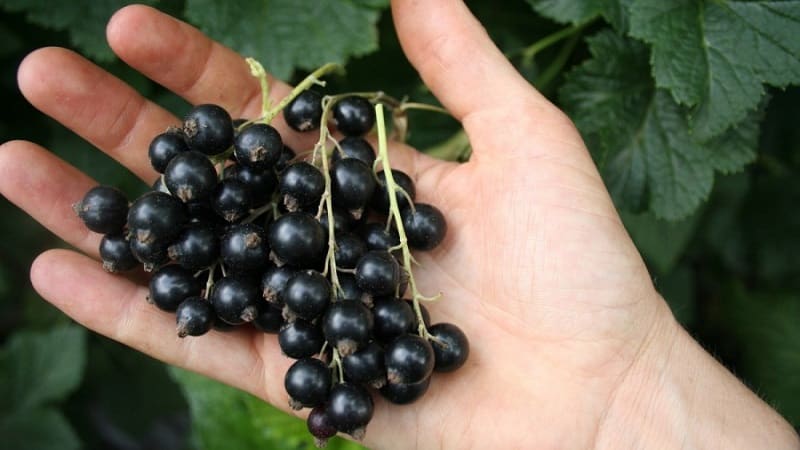 Las variedades más dulces de grosellas negras de frutos grandes.