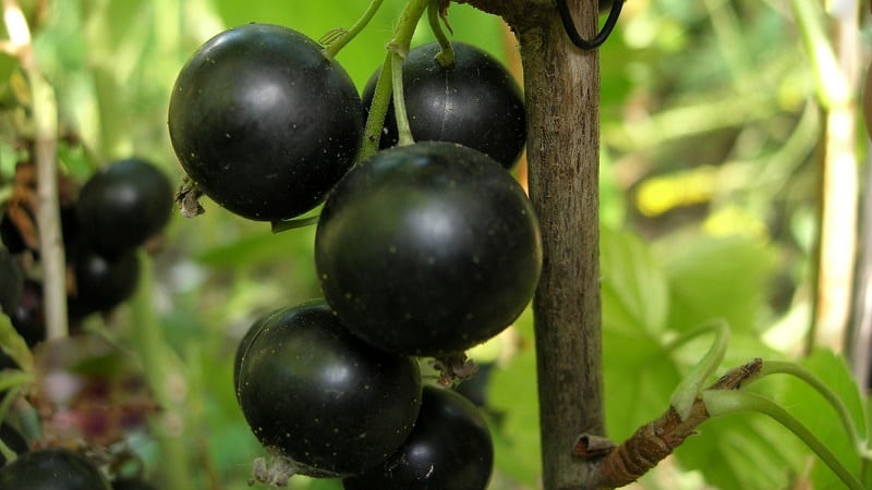 Les varietats més dolces de groselles negres de fruita gran