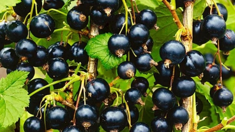 Les variétés les plus douces de cassis à gros fruits