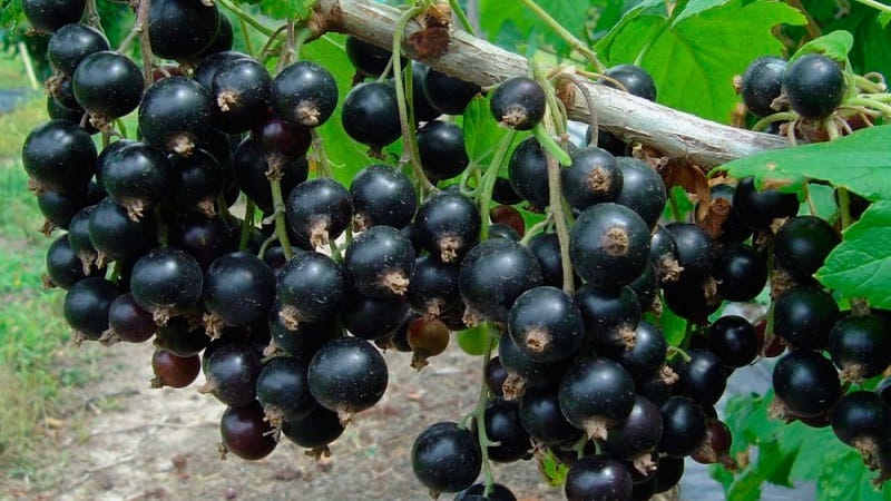 Las variedades más dulces de grosellas negras de frutos grandes.