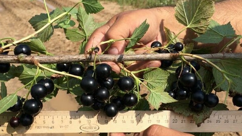 Las variedades más dulces de grosellas negras de frutos grandes.