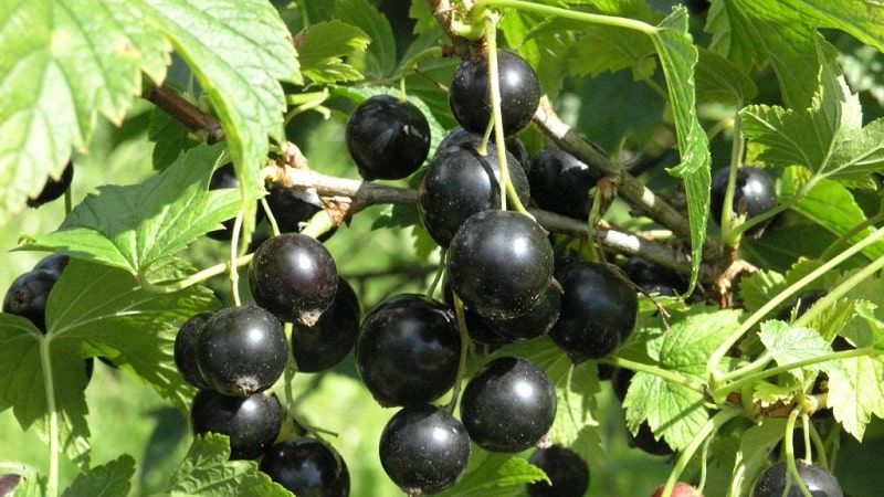 Las variedades más dulces de grosellas negras de frutos grandes.