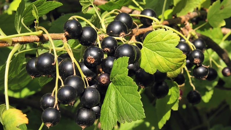 Las variedades más dulces de grosellas negras de frutos grandes.