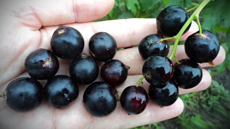 Las variedades más dulces de grosellas negras de frutos grandes.