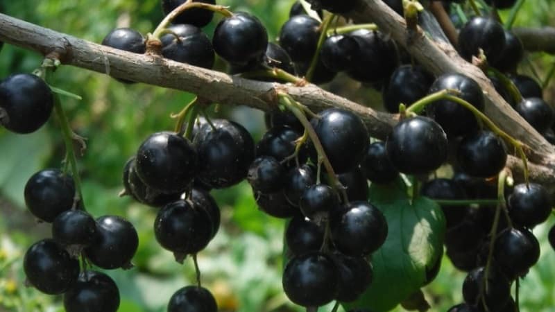 Les variétés les plus douces de cassis à gros fruits