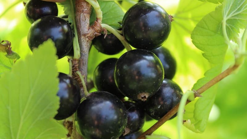 Las variedades más dulces de grosellas negras de frutos grandes.