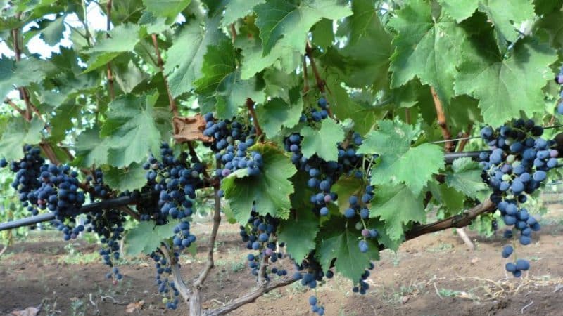 What properties should uncovered grape varieties have and which ones are considered the best?