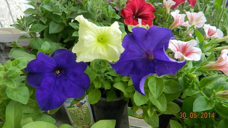 Quali sono i vantaggi dei fiori di petunia e come coltivarli correttamente