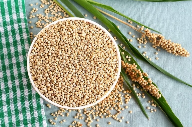 Què és el sorgo de gra, característiques del seu ús i cultiu