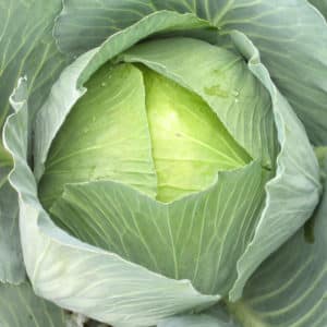 Late-ripening cabbage variety Sugarloaf