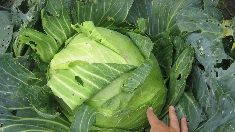 Late-ripening na iba't ibang repolyo na Sugarloaf