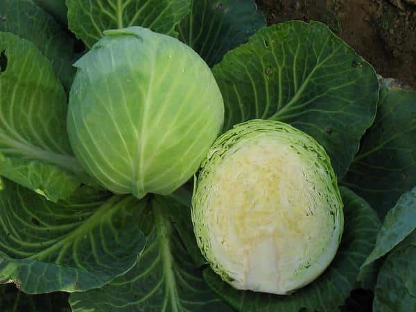 Late-ripening cabbage variety Sugarloaf