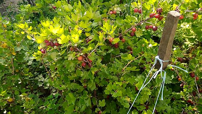 Variedade de groselha de frutos vermelhos sem espinhos Freedonia