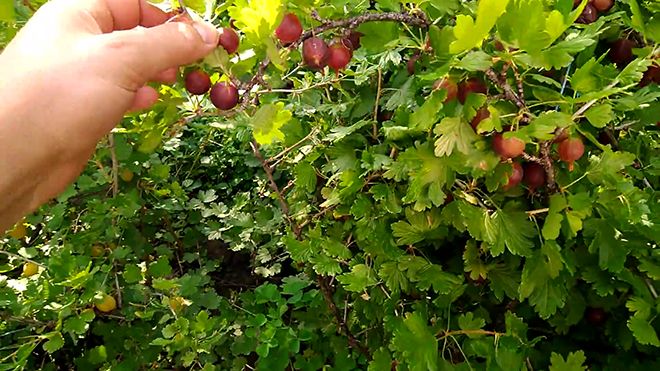 Thornless red-fruited gooseberry variety Freedonia