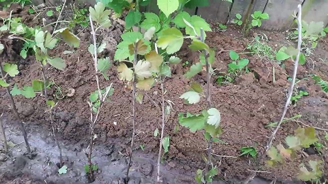 Thornless red-fruited gooseberry variety Freedonia