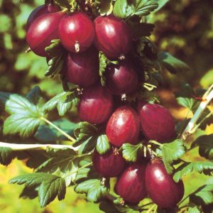 Frost-resistant late-ripening gooseberry variety Spinefree