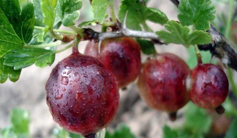 Frost-resistant late-ripening gooseberry variety Spinefree