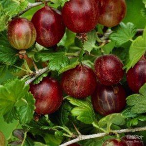 Frost-resistant late-ripening gooseberry variety Spinefree