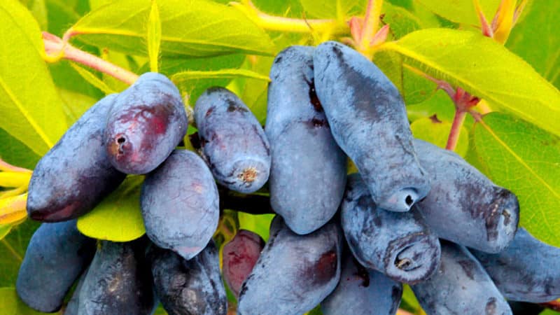 Maagang ripening matamis na iba't-ibang honeysuckle Leningrad Giant