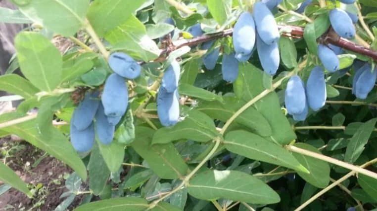 Early ripe dessert variety of honeysuckle Nizhegorodskaya rannyaya