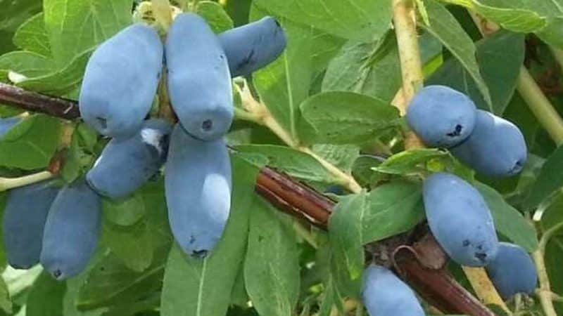 Maagang hinog na dessert iba't-ibang honeysuckle Nizhegorodskaya rannyaya