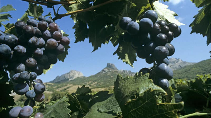 What grape varieties are suitable for Crimea