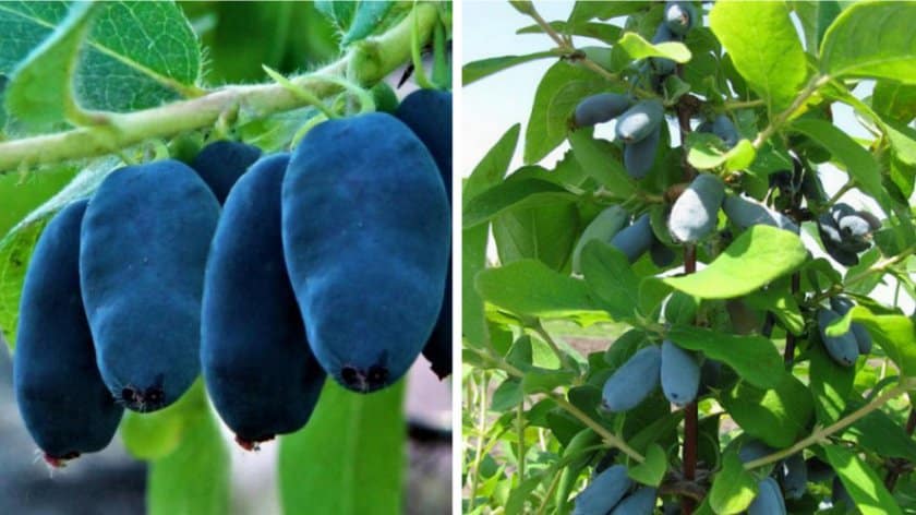 Variedad de madreselva Avacha de maduración temprana resistente a las heladas