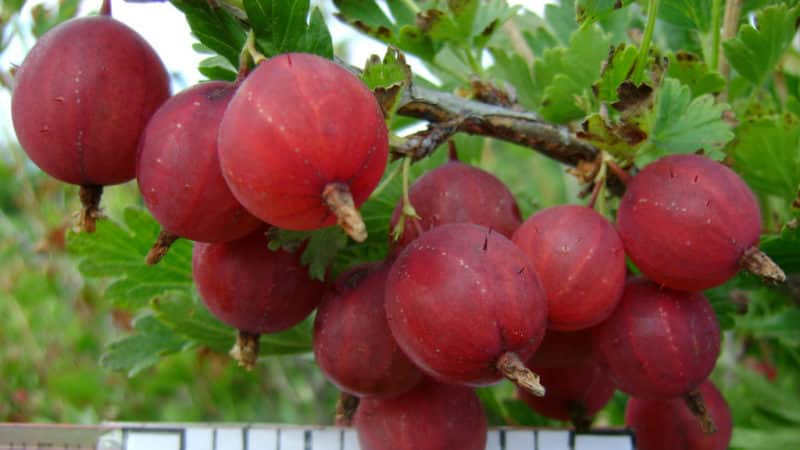 Una delle varietà più dolci di uva spina: Candy