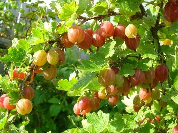 Une des variétés de groseilles les plus sucrées - Candy