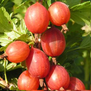 Isa sa mga pinakamatamis na varieties ng gooseberries - Candy