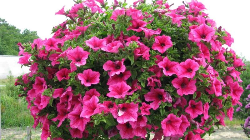 Quali sono i vantaggi dei fiori di petunia e come coltivarli correttamente