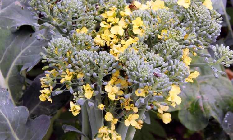 Qué hacer si el brócoli florece y cómo cultivar repollo adecuadamente para prevenirlo