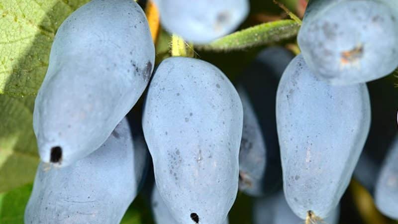 The best varieties of edible honeysuckle