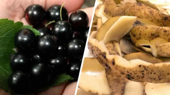 Il miglior fertilizzante per il ribes: bucce di patate