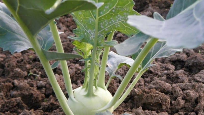 Kohlrabi kål gavnlige egenskaber og kontraindikationer