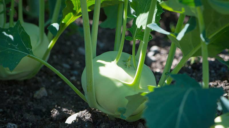 Kohlrabikohl pflanzen, anbauen und pflegen