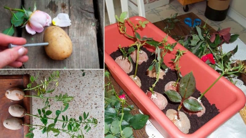 Una guia per tallar roses a la tardor a casa per als jardiners principiants