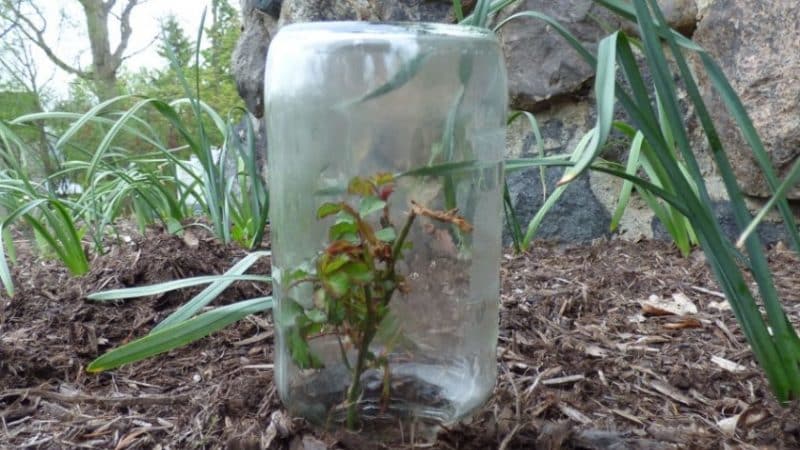 Una guia per tallar roses a la tardor a casa per als jardiners principiants