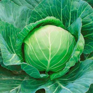 Resistant late-ripening cabbage hybrid Valentina f1