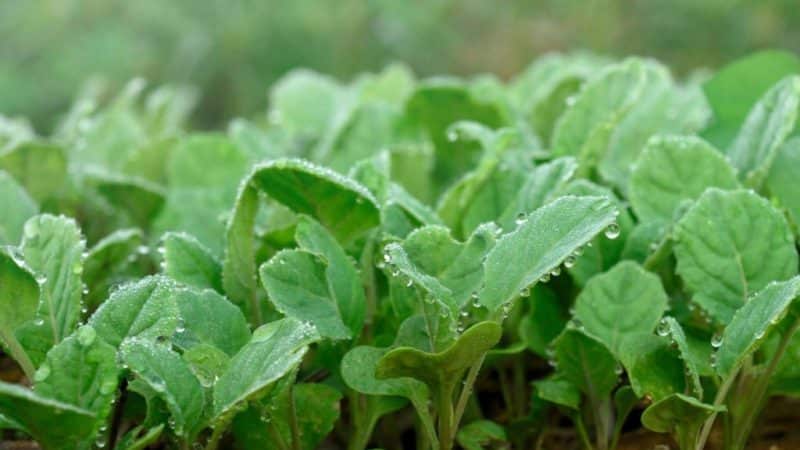 Resistant late-ripening cabbage hybrid Valentina f1