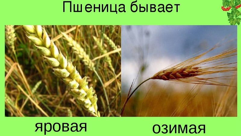 What is the difference between spring and winter wheat and how to distinguish them from each other