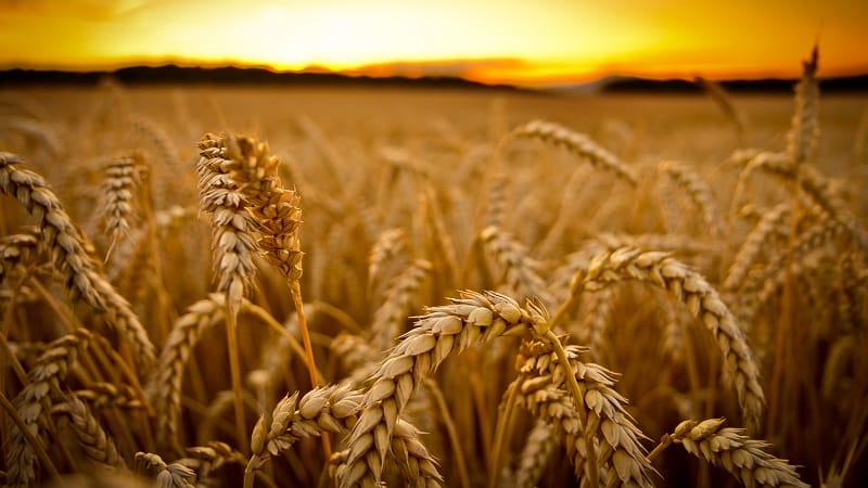 What is the difference between spring and winter wheat and how to distinguish them from each other