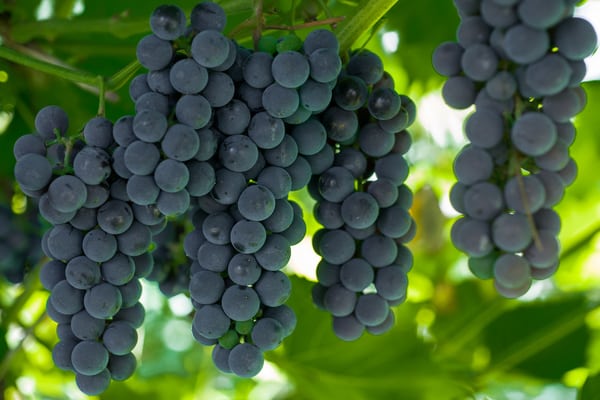 The best grape varieties for the Moscow region: characteristics and descriptions, tips for choosing